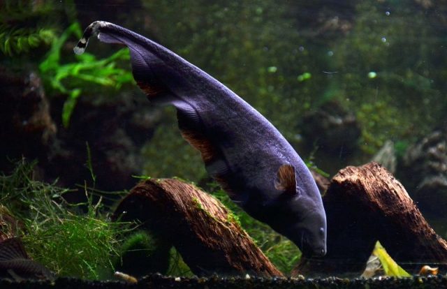 Nama Nama Ikan Hias Air Tawar Dan Gambarnya - Black Ghost ( apteronotus albifrons )