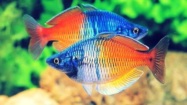 Gambar Nama Nama Ikan Hias Air Tawar Dan Gambarnya - Rainbow
