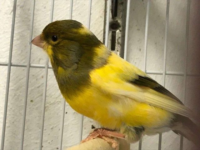Gambar Burung Kenari Lokal Kuning Jenis Yellow melanin