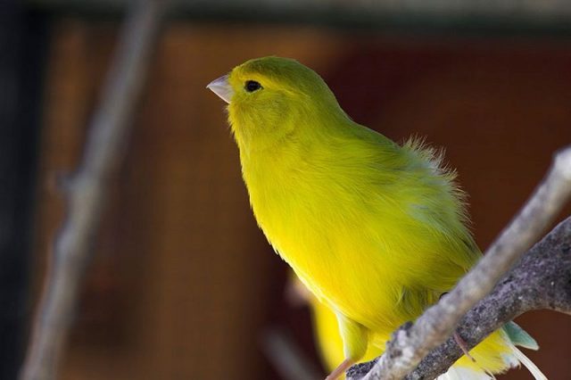 Gambar Burung Kenari Lokal Kuning