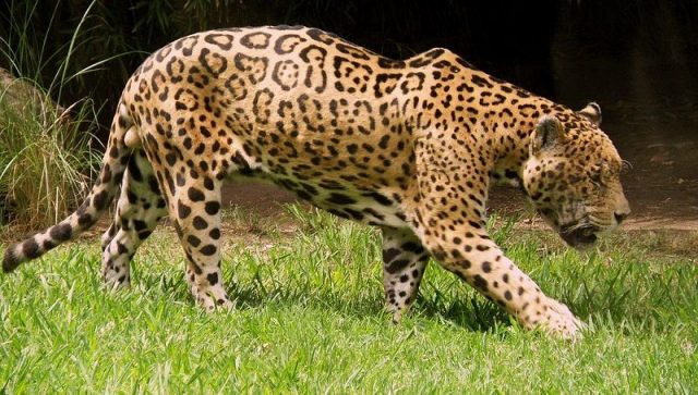 nama latin kucing besar Jaguar