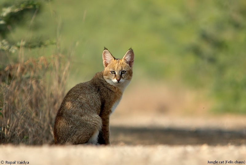 Felis domesticus merupakan nama ilmiah kucing kata domesticus menunjukkan takson