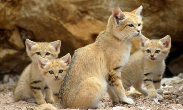Habitat Kucing Pasir