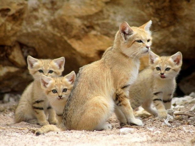 Habitat Kucing Pasir