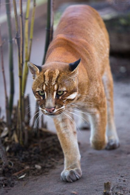 Habitat Kucing emas Asia