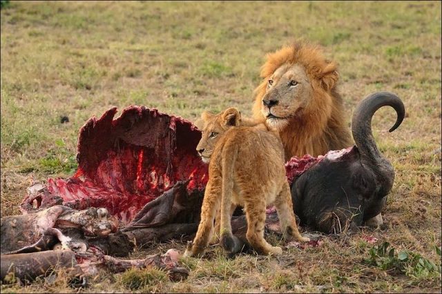 Makanan singa adalah daging