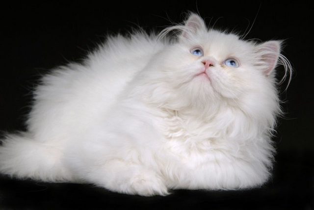 Kucing Persia hidung datar putih