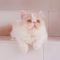 Ciri-ciri kucing persia hidung pesek