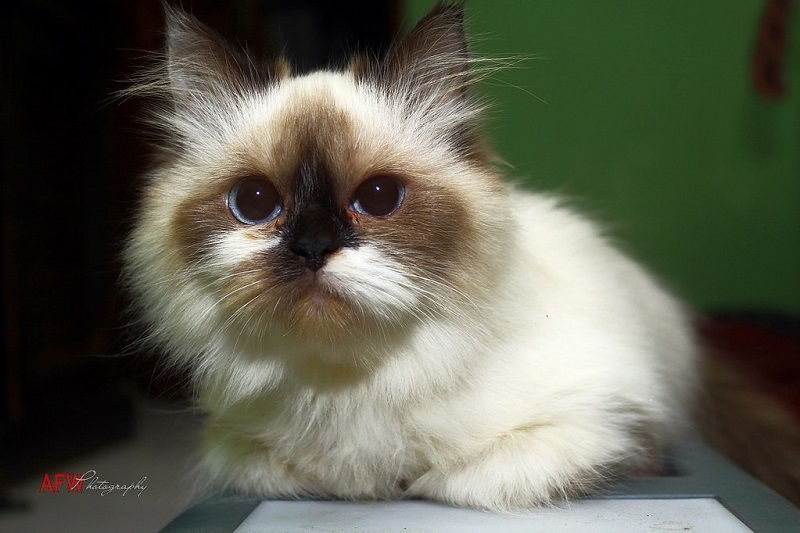 Gambar Kucing Persia Dari Semua Jenisnya NamaNama Hewan