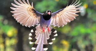 Ekor Burung Berfungsi Untuk Mengatur Keseimbangan