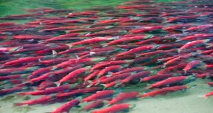 Migrasi Ikan Salmon