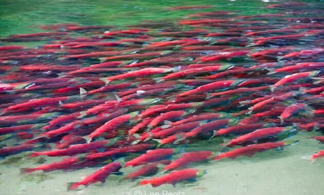 Migrasi Ikan Salmon