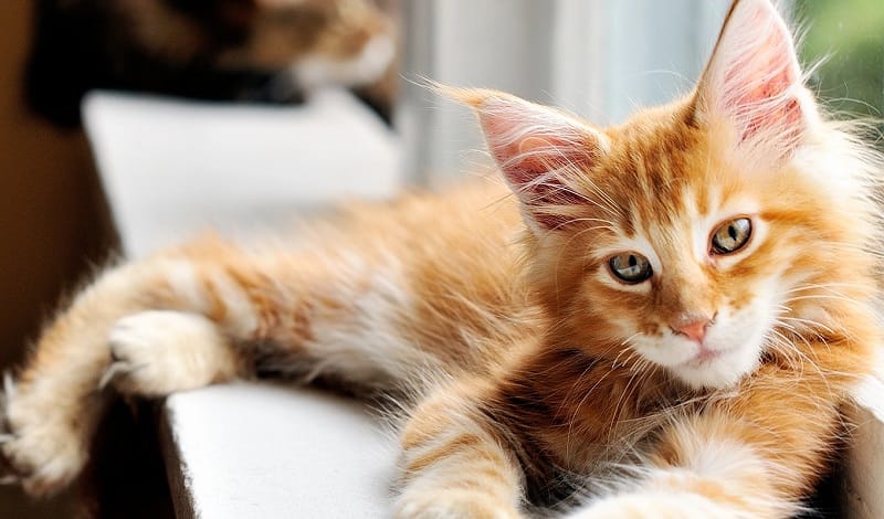Nama Kucing Warna Orange