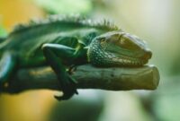 10 Hewan Reptil yang Termasuk Herbivora, Apa Saja