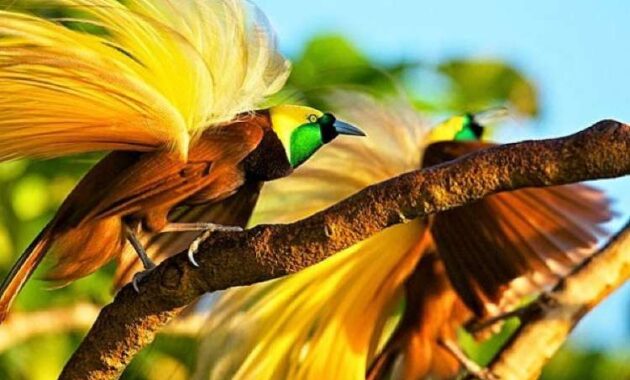 10 Jenis Burung Cendrawasih Khas dari Indonesia, Cantik Banget