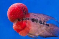 10 Jenis Ikan Termahal di Dunia, Punya Tubuh Cantik dan Menarik