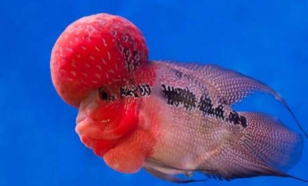 10 Jenis Ikan Termahal di Dunia, Punya Tubuh Cantik dan Menarik