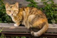 10 Jenis Kucing Kampung Campuran, Paling Banyak Dipelihara