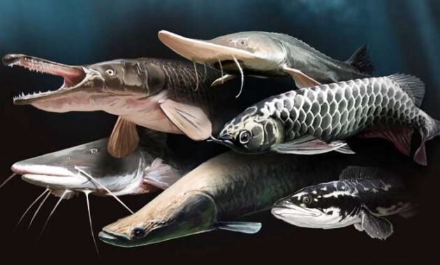 11 Macam Ikan Predator Air Tawar, Cocok untuk Dipelihara di Rumah