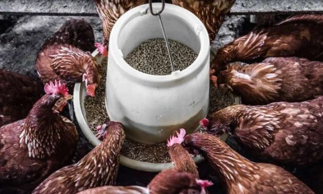 11 Makanan Ayam Bergizi yang Dapat Mendukung Pertumbuhan Ternak