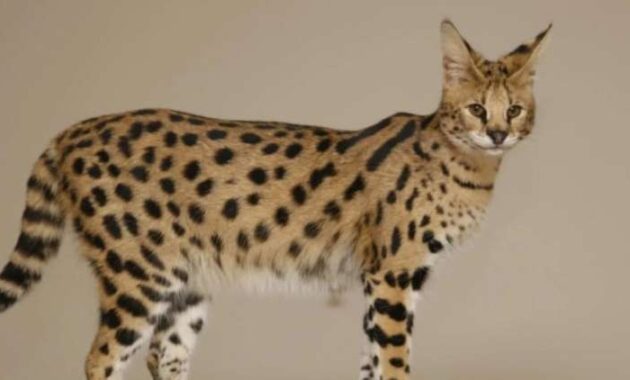 7+ Fakta Tentang Kucing Savannah, Binatang Unik Mirip Macan Tutul