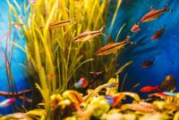 7+ Ikan Kecil Warna-warni, Cocok untuk Peliharaan di Akuarium