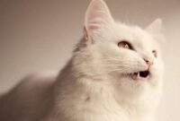 8 Fakta Menarik Tentang Nama Kucing Nabi Muhammad