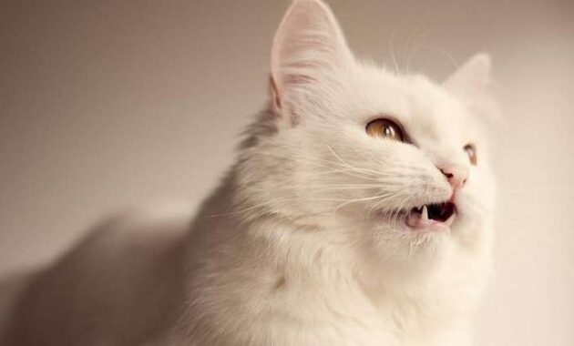 8 Fakta Menarik Tentang Nama Kucing Nabi Muhammad
