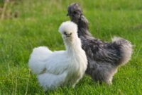 9 Jenis Ayam Lucu, Unik dan Menarik untuk Dipelihara di Rumah
