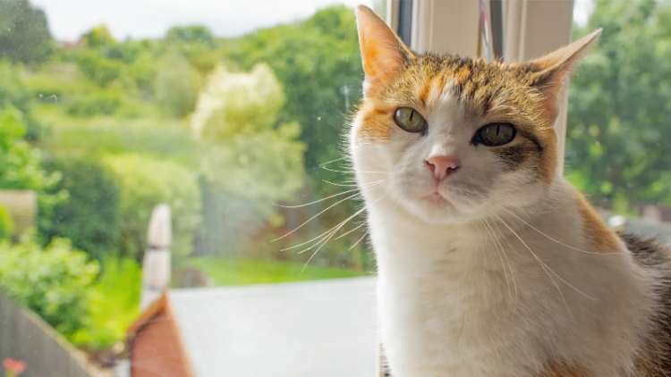 Alasan Kucing Disukai Sebagai Peliharaan di Rumah