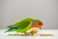 Apa Makanan Burung Lovebird Agar Suaranya Gacor Inilah 14 Jenisnya