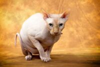Asal Kucing Sphynx Tanpa Bulu yang Menarik dan Tergolong Hewan Cerdas