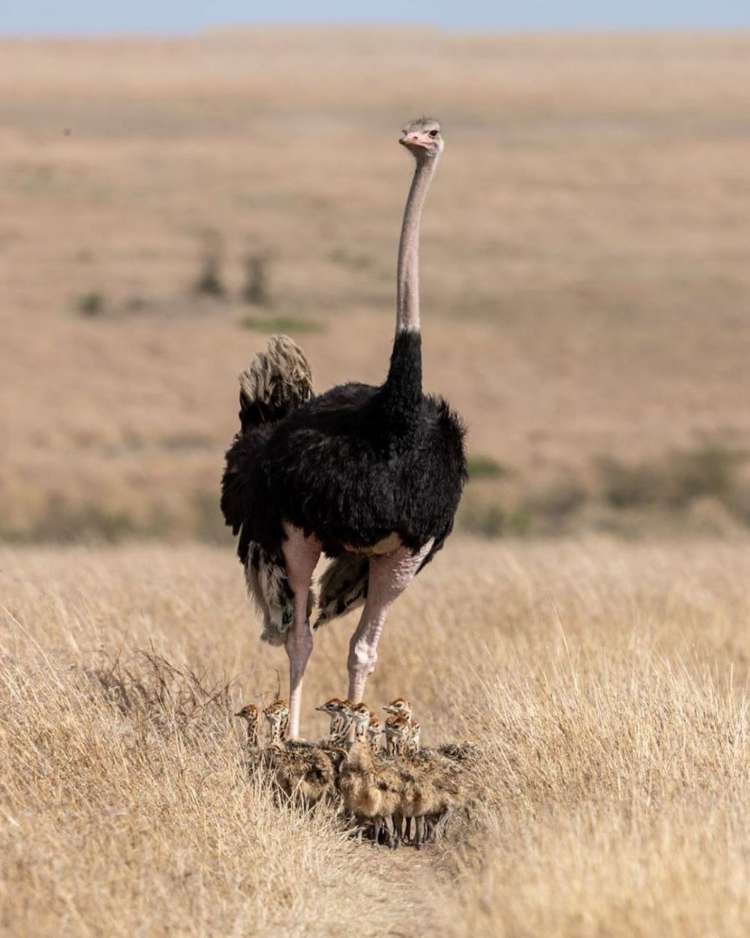 Burung Onta (Ostrich