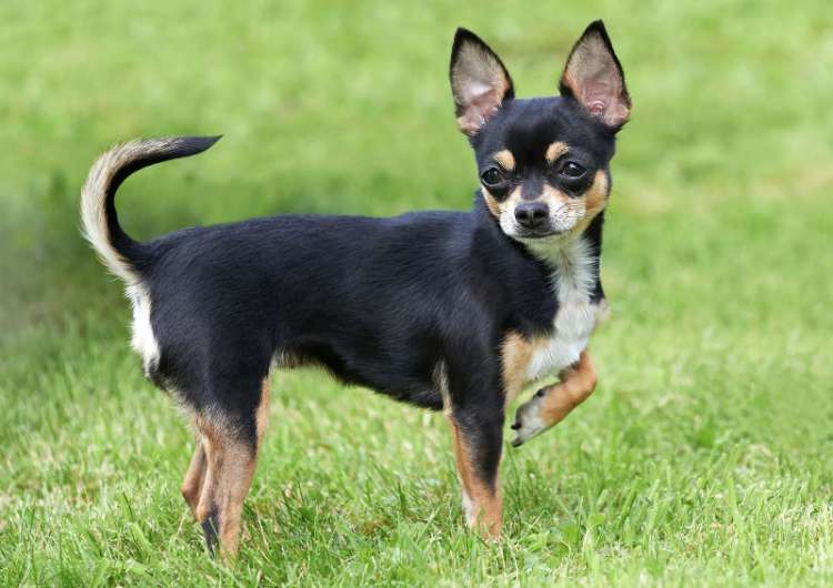 Chihuahua jenis anjing kecil yang tidak tumbuh besar