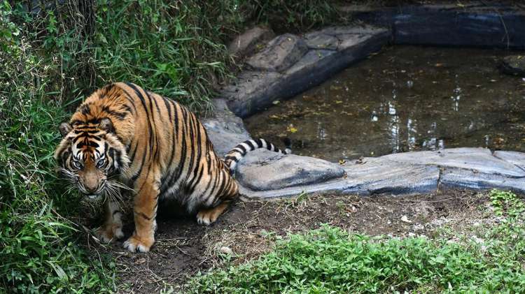 Fakta Seputar Harimau di Indonesia dan Dunia