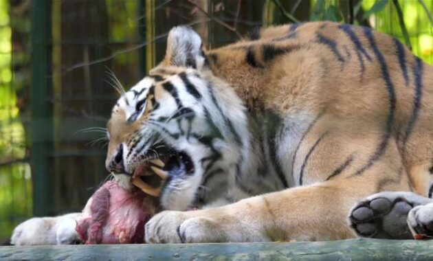 Harimau Makan Apa Ini Lho Daftar Makanan Favoritnya!