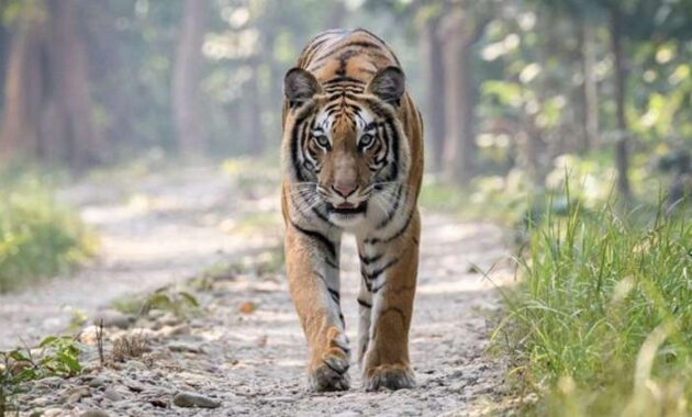 Harimau di Indonesia, dari 3 Jenis hanya Tersisa 1, Penasaran