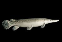 Ikan Aligator Habitat, Fakta Unik, dan Dampaknya terhadap Manusia