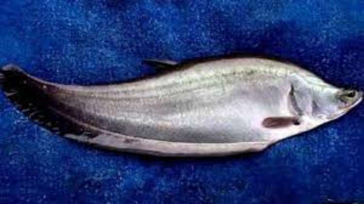 Ikan Belida