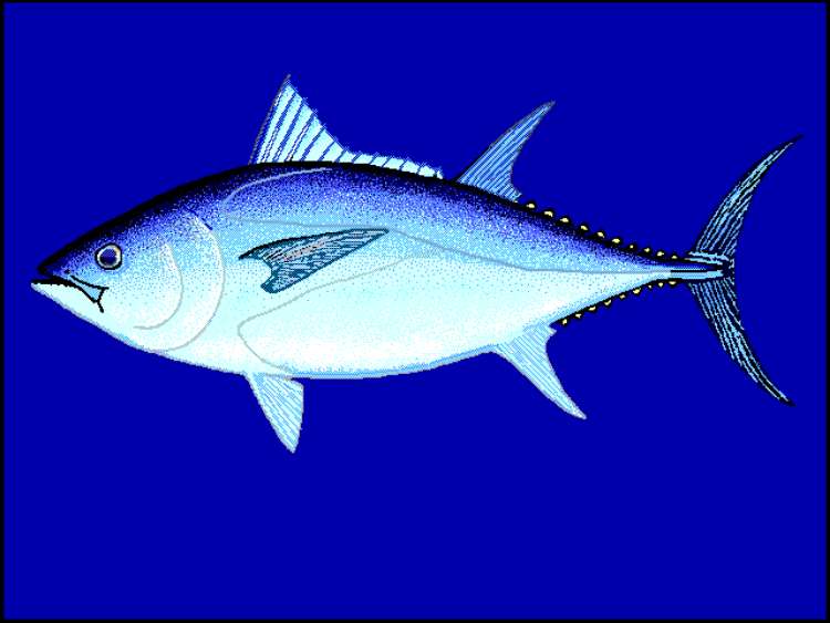 Ikan Bluefin Tuna