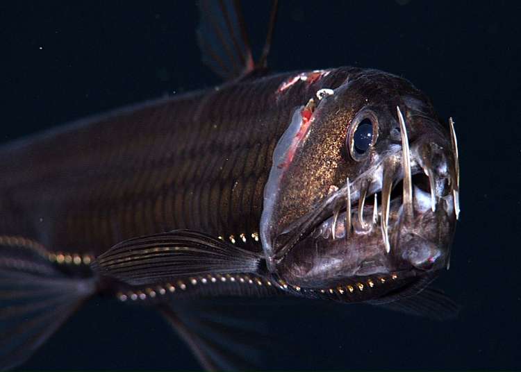 Ikan Faangtooth
