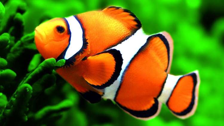 Ikan Nemo (Ikan Badut)