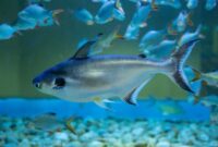 Ikan Patin Karakteristik, Fakta Menarik, dan Jenis Populernya