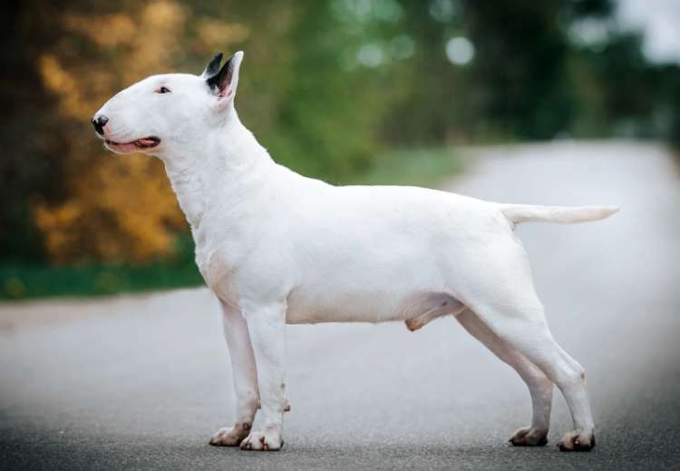 Informasi Seputar Anjing English Bull Terrier
