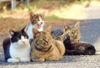 Inspirasi 50+ Nama Kucing yang Lucu untuk Anabul Kesayangan