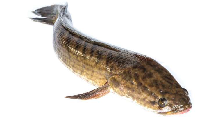 Karakteristik Ikan Gabus Terbaik untuk Budidaya