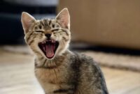 Kenapa Kucing Mengeong Terus Inilah 10 Hal yang Menyebabkannya