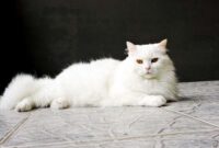 Kucing Anggora Asli Jenis, Ciri Fisik, Harga, dan Tips Perawatannya