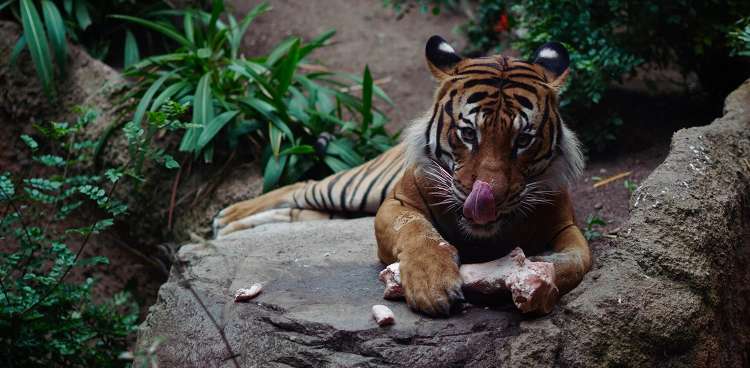 Mengapa Harimau Makan Daging yang Masih Mentah