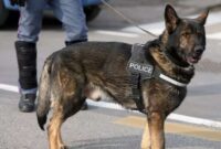 Mengenal 10 Jenis Anjing Polisi Indonesia dari Unit K-9